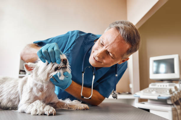 Best Emergency Dentist for Special Needs Patients in Harveys Lake, PA